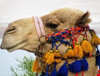 Excursiones desde Marrakech. Grupo personalizado, viajes privados al desierto.