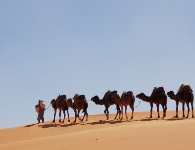 Dromedarios con nuestro rutas y itinerarios de viajes desde tanger. ben con nos otros para visitar marruecos en excursiones