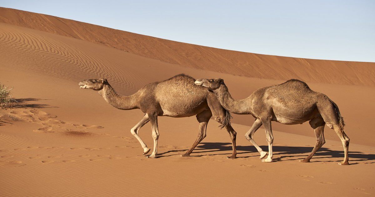 Tours En Marruecos, 3 días desde Fez a Marrakech