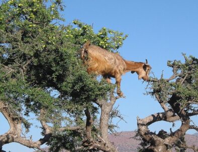 Cabras en los árboles en Marruecos