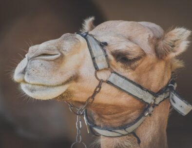 Curiosidades sobre los camellos
