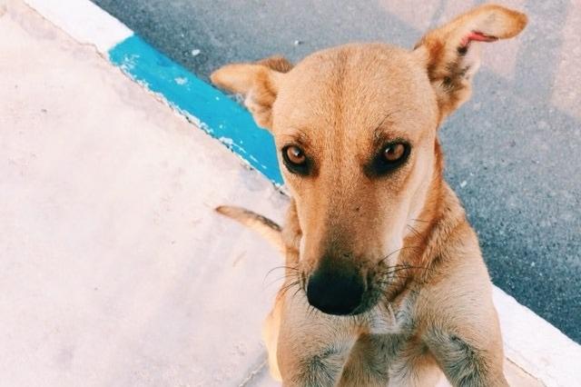 Cara de un perro en Marruecos