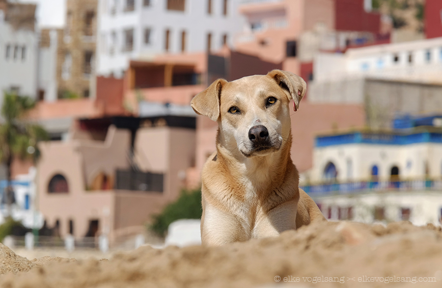 Perros y gatos en Marruecos