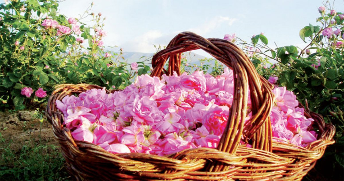 Festival de rosas en Marruecos