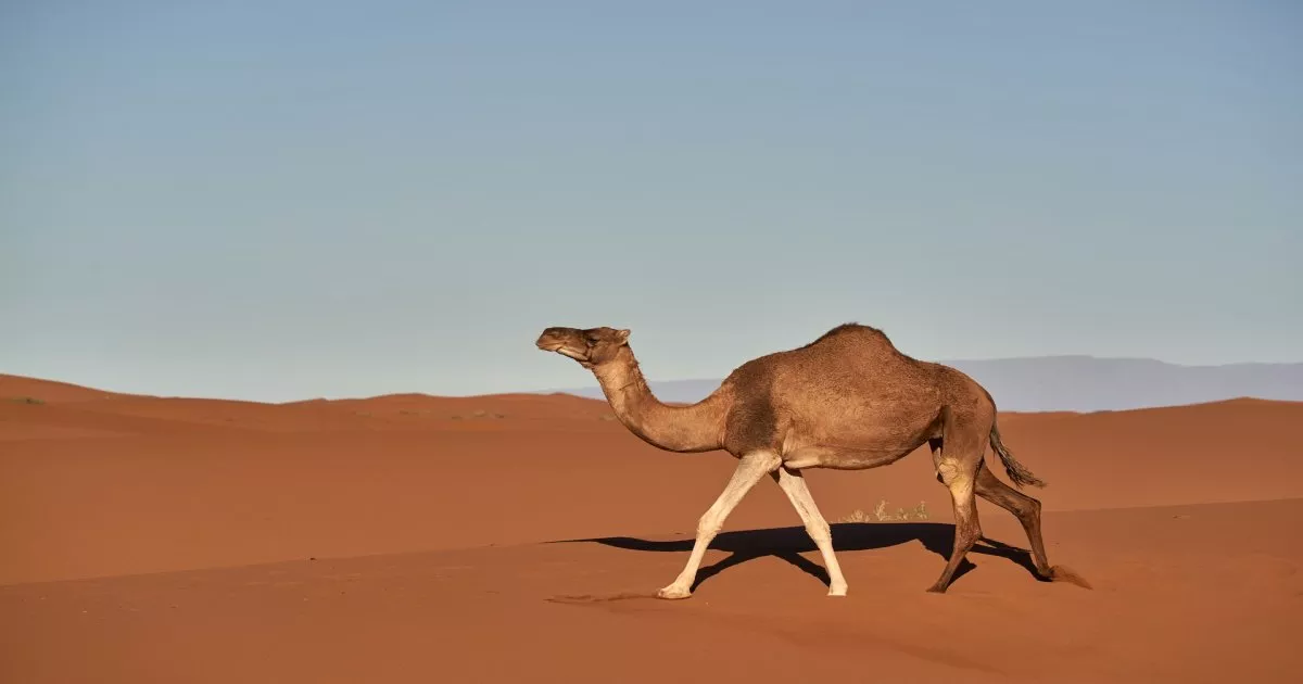 Animales del desierto del Sahara en Marruecos