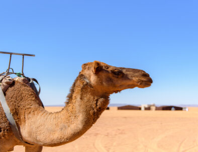 Paseo En Camello por Marruecos: Guía Definitiva