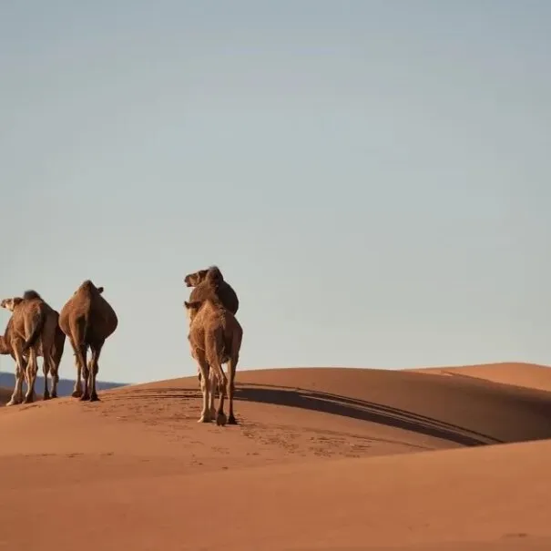 Tour de 2 días de Marrakech al desierto de Merzouga
