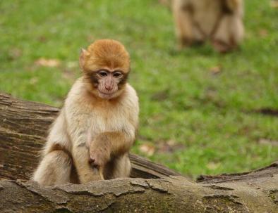Macaco barbaro a Ifrane