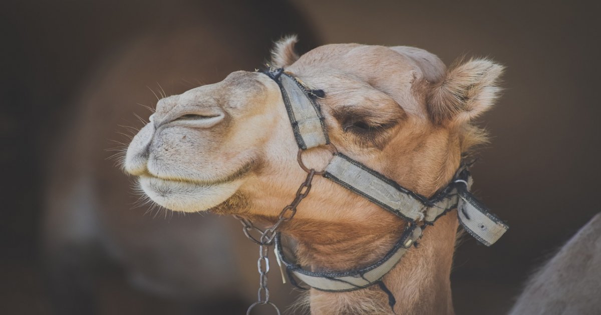 Curiosità sui cammelli