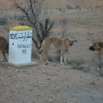 Cani del Marocco