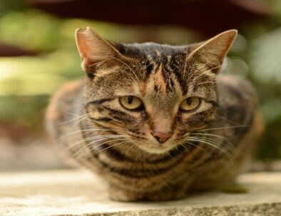 Gatti del Marocco