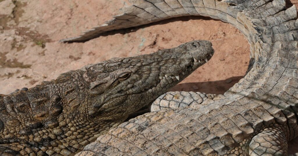 coccodrilli al Parco dei coccodrilli di Agadir, cose da fare e da vedere