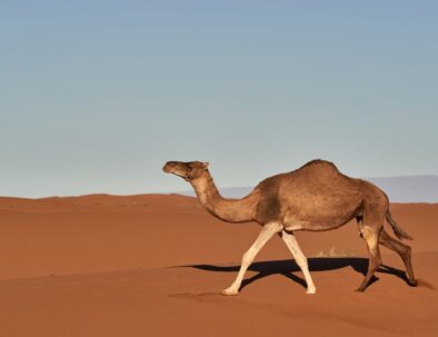 Animali del deserto del Sahara in Marocco