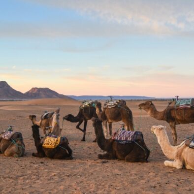 Trekking con i cammelli durante il nostro tour di 2 giorni da Marrakech al deserto di Zagora