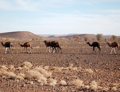 Morocco camel rides, trekking in merzouga desert tours
