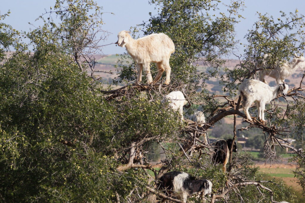 Goats on trees in Essaouira, Morocco