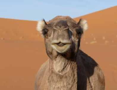 camels at merzouga, the highlight of our Casablanca desert tours