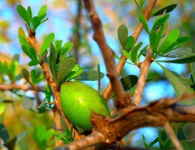 Argan oil in Morocco, the golden liquid tree