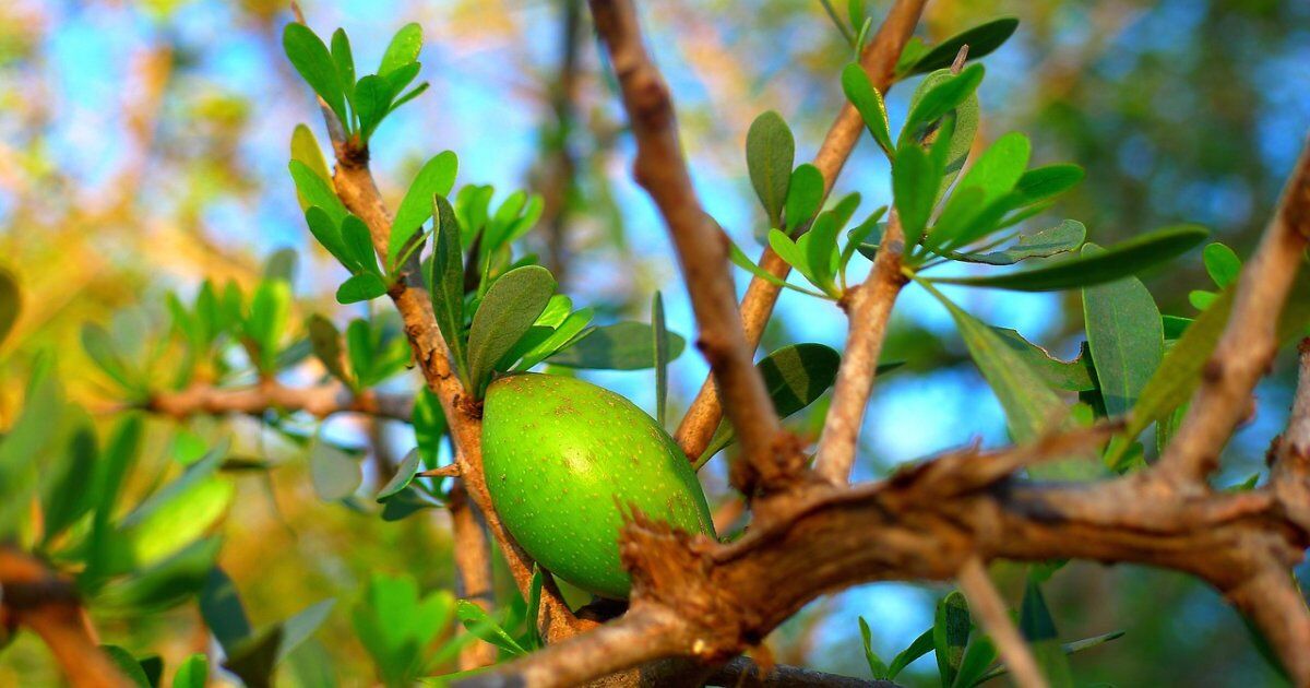 Argan oil in Morocco, the golden liquid tree