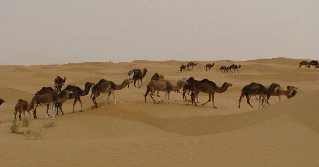 sights of Morocco, the Sahara desert