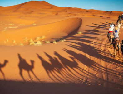 Tourists riding camels in the Merzouga desert during Christmas and new year's eve in Morocco.