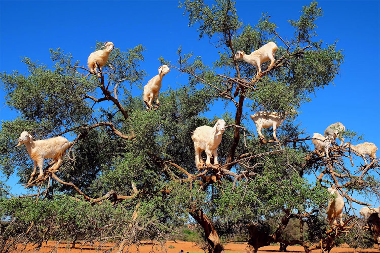 Cabras en los árboles en Marruecos.