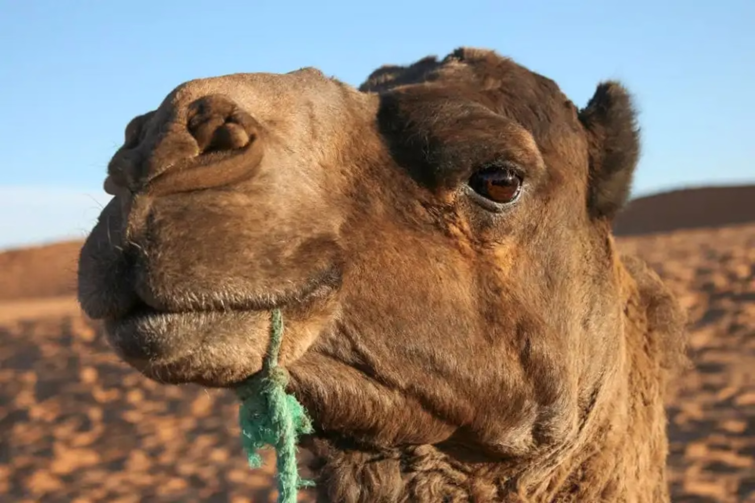 Primer plano de un dromedario en el desierto del Sáhara cerca de Merzouga, Marruecos, para un artículo sobre datos de camellos en Marruecos.