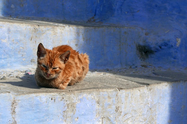 Cat in Chefchaouen Morocco