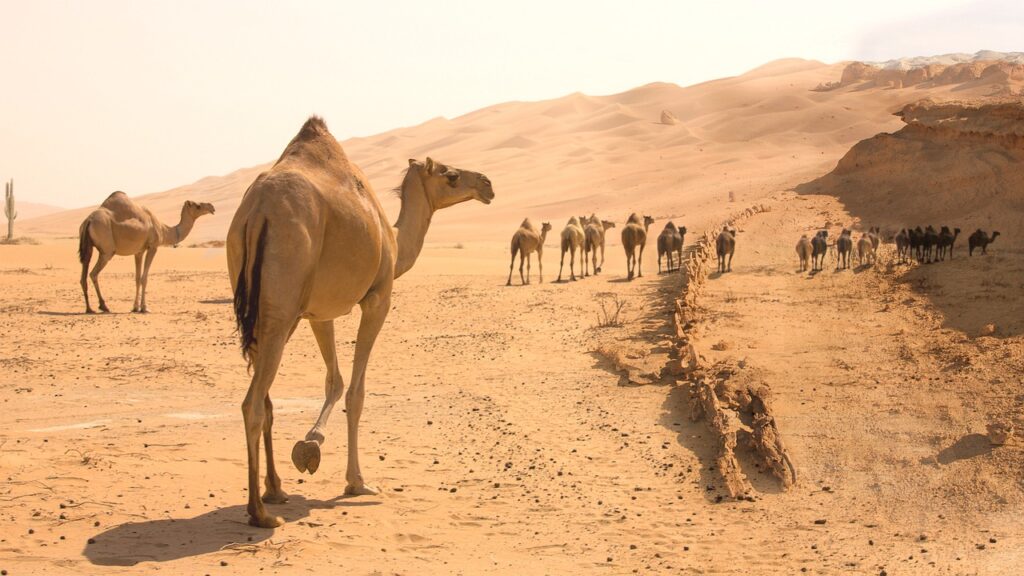 Curiosità sui cammelli del deserto