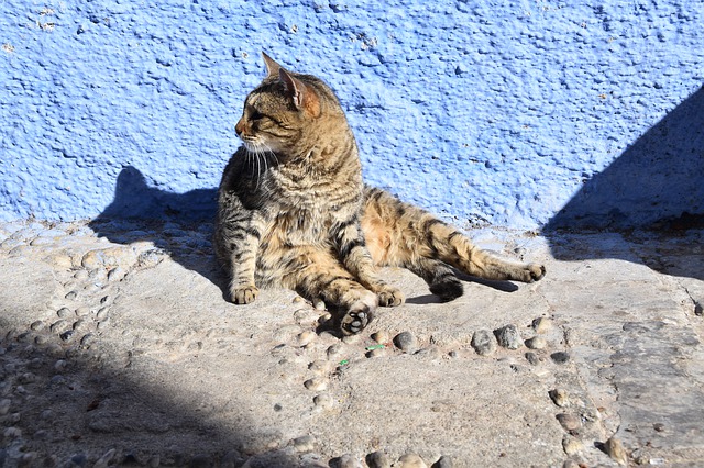 Cats and dogs of Morocco