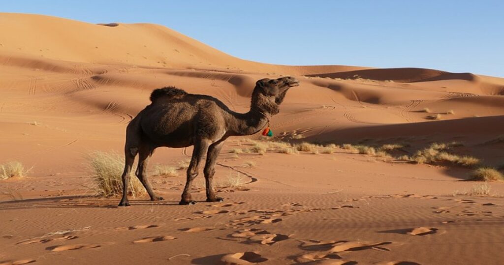 Camels of Merzouga