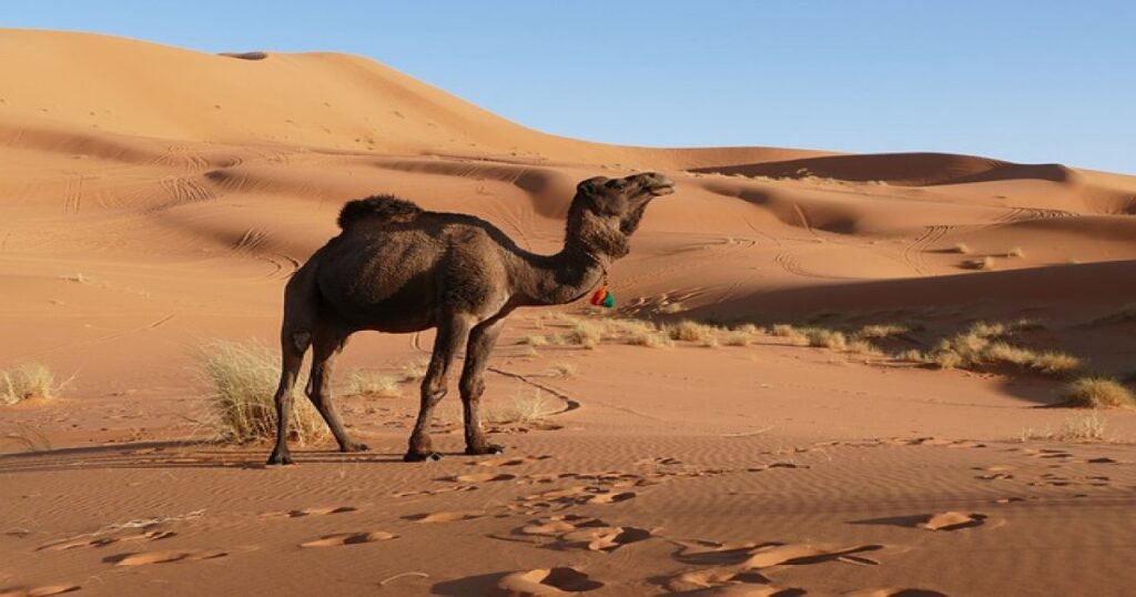 Cammelli di Merzouga