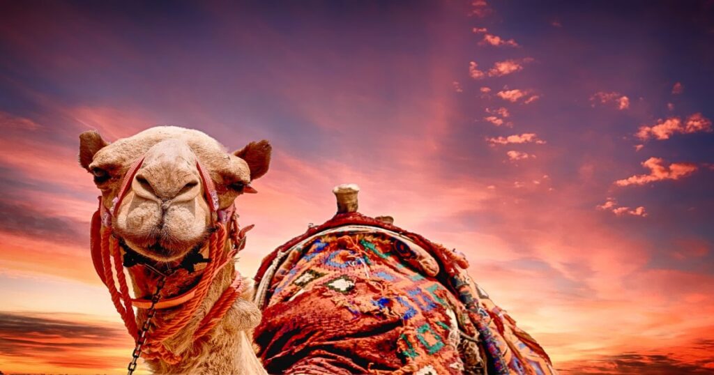 A camel prepared for a ride