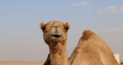 Facts about animals, camels