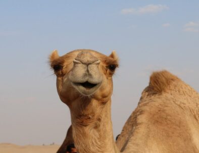 Facts about animals, camels