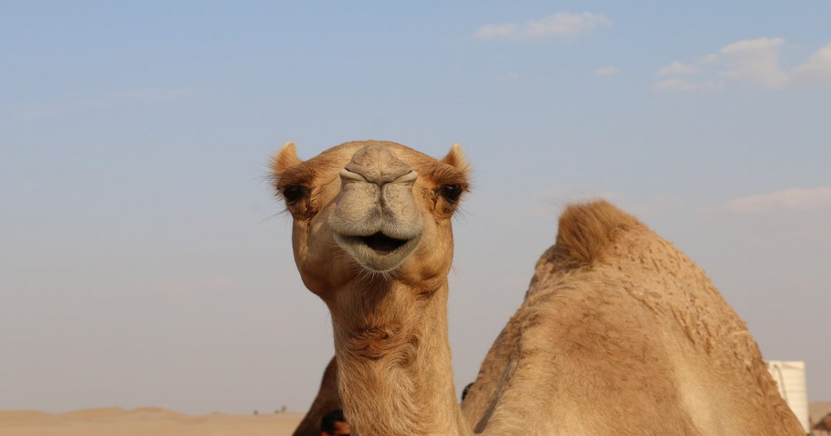 Facts about animals, camels
