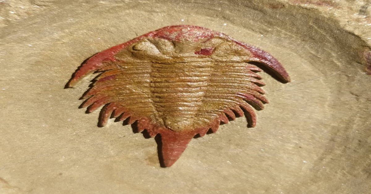Erfoud trilobites