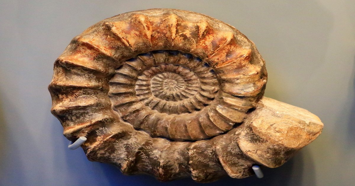 Fossils of Erfoud
