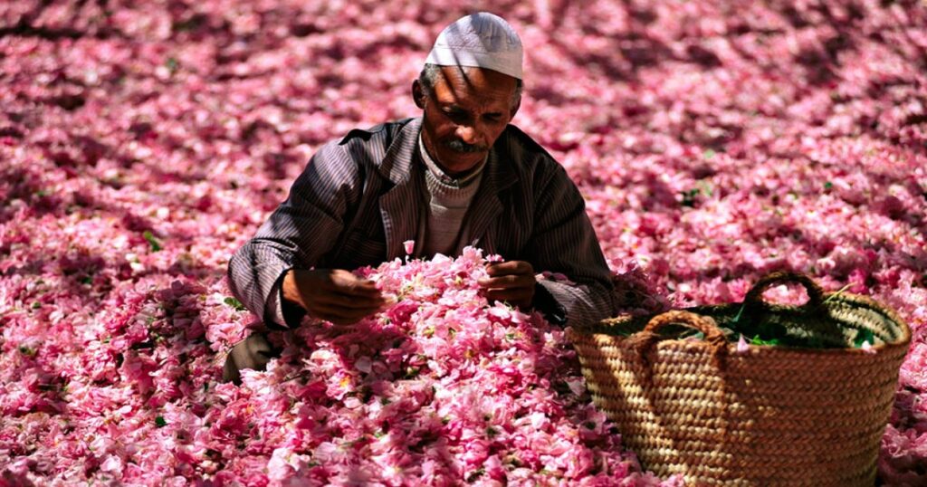 Le rose nella valle del Marocco