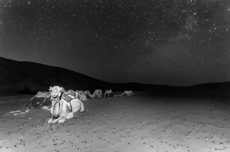 Camels at night in Merzouga desert with stars