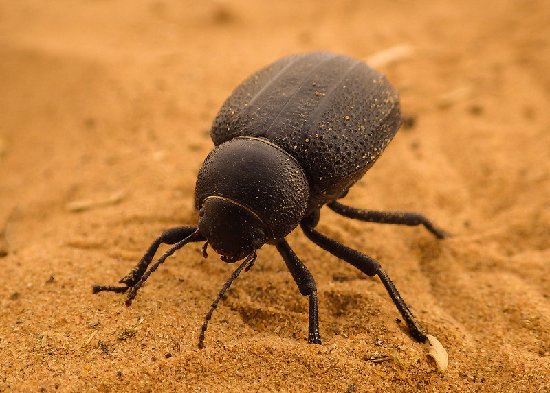 Escarabajos del desierto, animales que viven en el desierto del Sahara en Marruecos