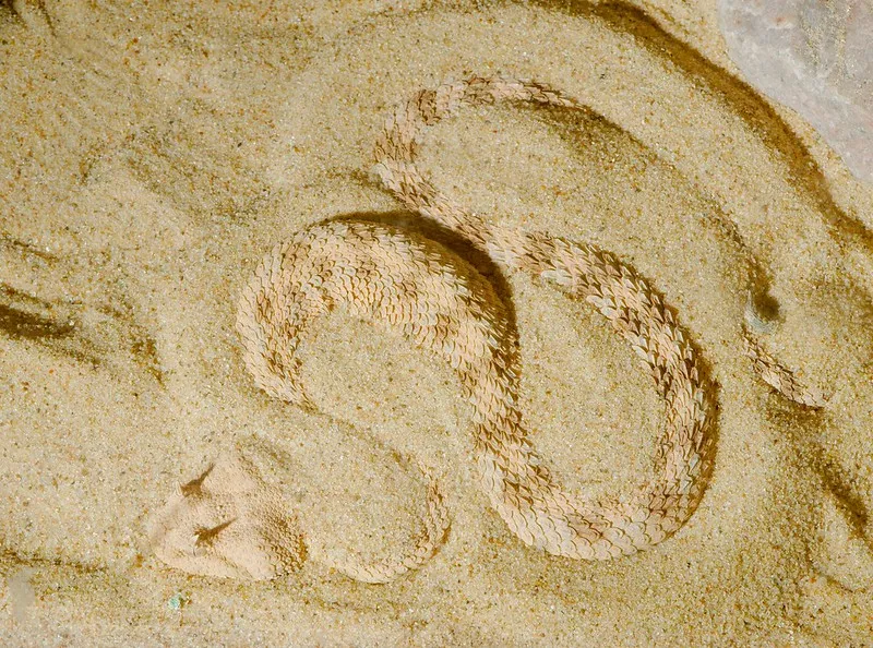 Vipera delle sabbie sahariane nel deserto del Marocco