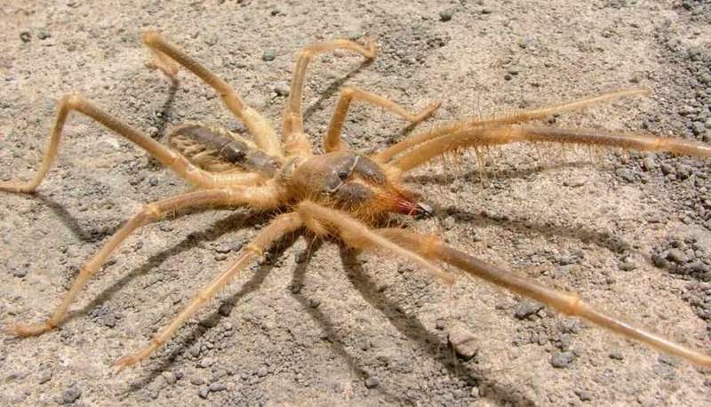 Araña camello en Marruecos