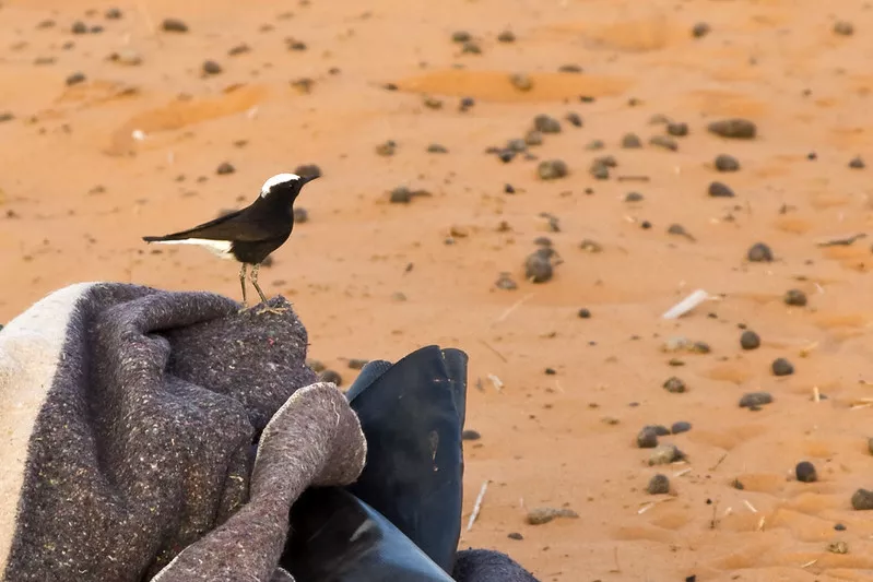 White-crowned black wheatear