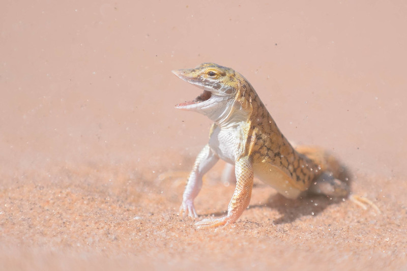 Animali che vivono nel deserto del Sahara in Marocco