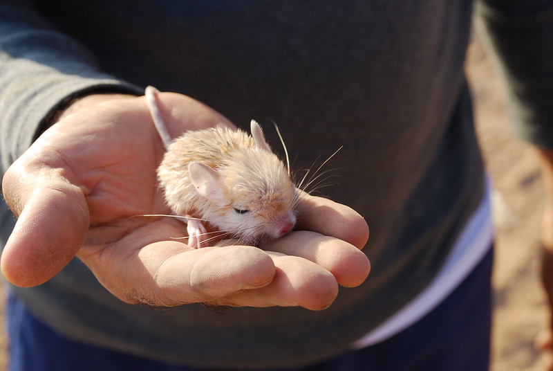 Jarboa, the desert mouse