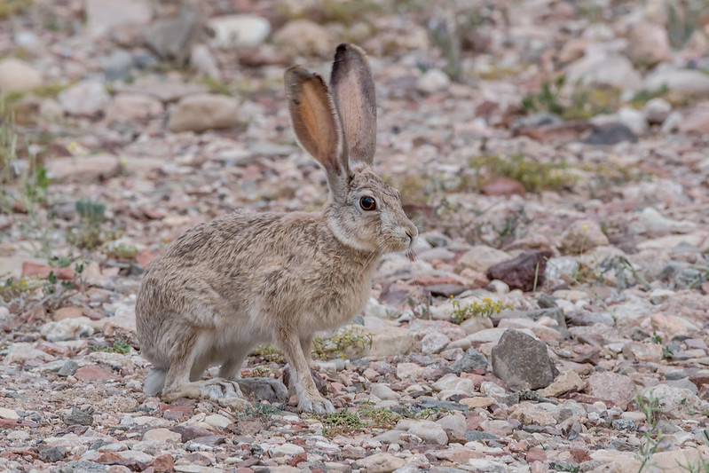 Liebre del Cabo, el conejo salvaje de Marruecos