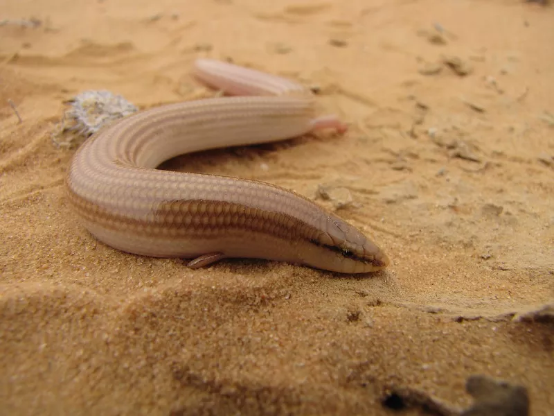 El eslizón de arena bereber, animal que vive en el desierto del Sáhara en Marruecos