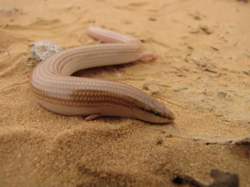 Il berbero, animale che vive nel deserto del Sahara, in Marocco.