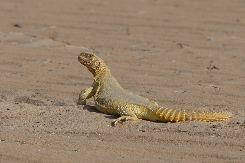 The spiny-tailed lizard, Uromastyx